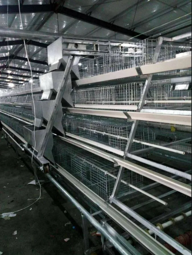 Autre type de cage/animal Husbanfry ferme avicole de poulet ou de bétail de l'équipement des machines/équipements/galvanisé à chaud de la cage de Volaille Poulet automatique Ferme /A&amp;H typ