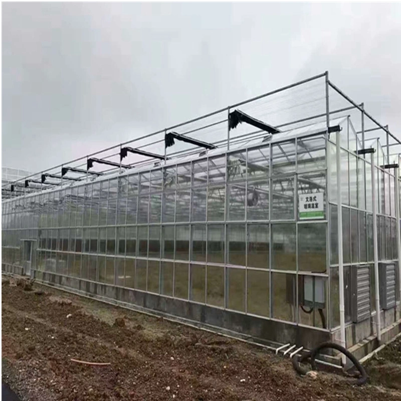 Venlo Type PC Greenhouses Glass Greenhouse for Vegetables/Flower/Cucumber Exhibition Hall Farm with Hydroponics System