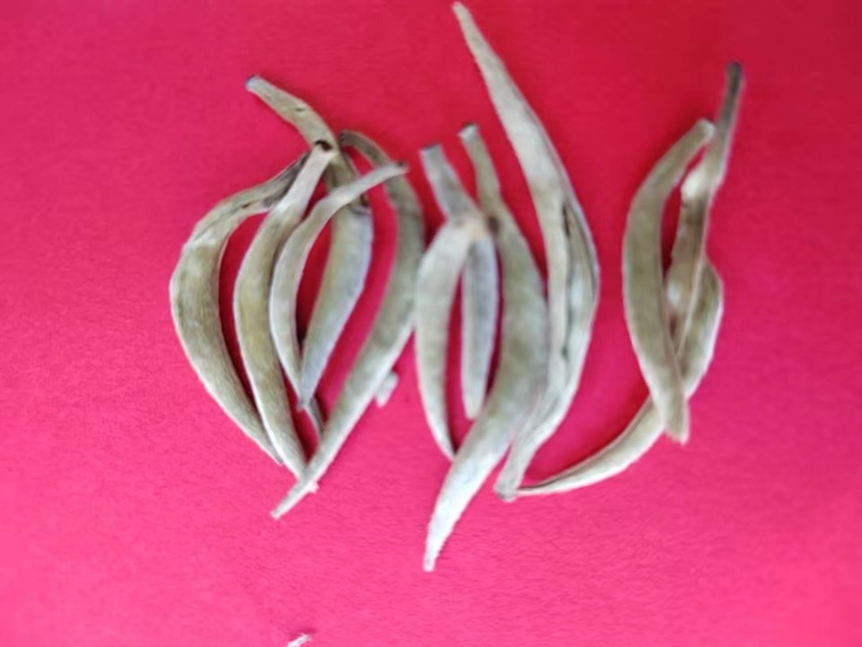 Wholesale/Supplier Bulk White Tea. (bai hao yin zhen)