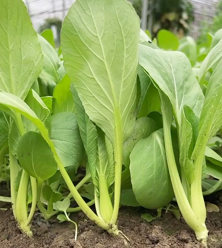 Chicken Feather Dish Shanghai Chinese Green Vegetables Seeds for Planting