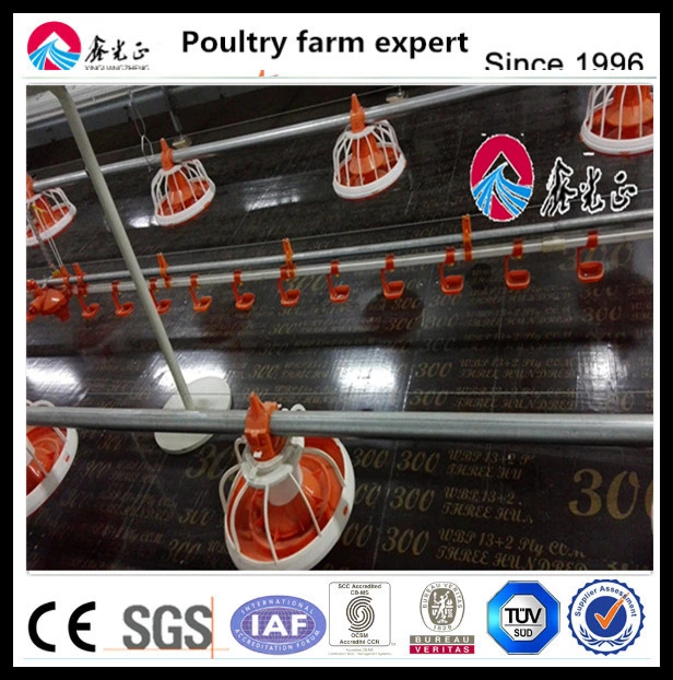 Chicken Auto Feeding System for Chicken Farm