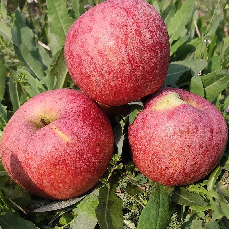 Shanxi Qinguan Apple FUJI Apple Hochwertige frische Apple Gala Apple Factory Preis mit Zertifizierung Hot Sale