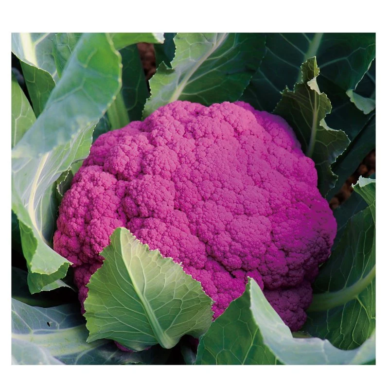 Горячие продажи гибридных фиолетовый цветная капуста семена для продажи