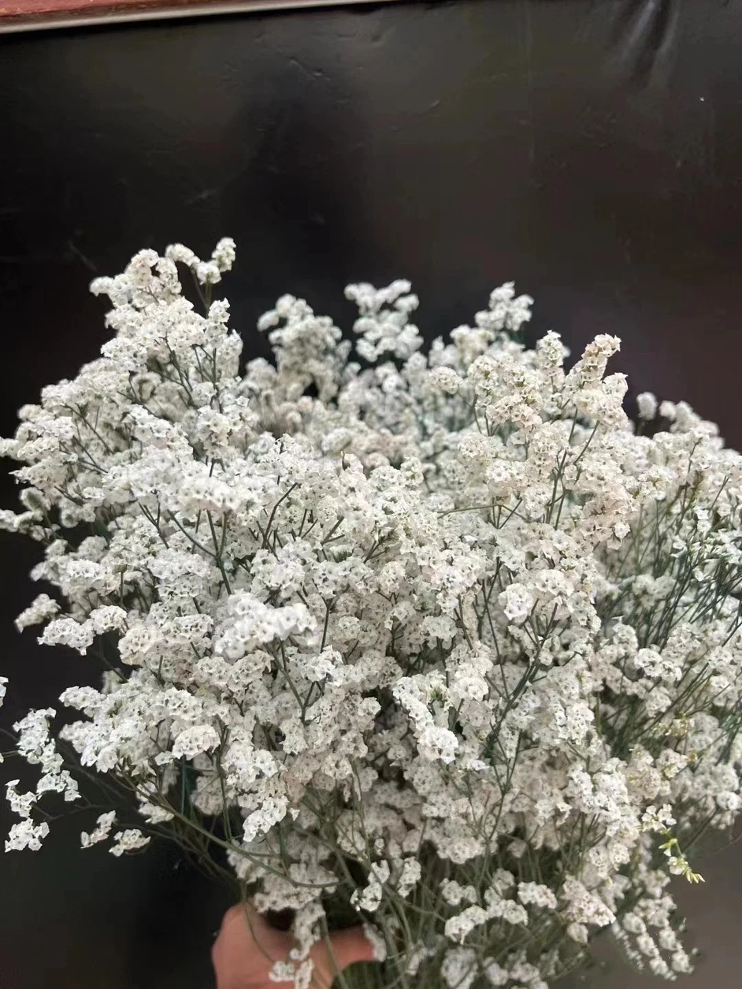 Wholesale Premium Fresh Limonium Flower for Wedding Flower