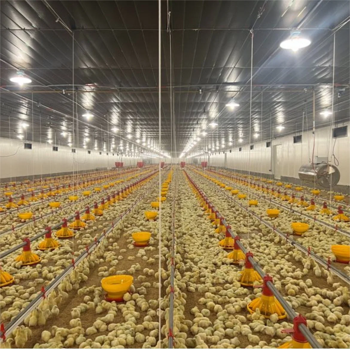 الدجاج التلقائي مزرعة نثر البذور نظام تغذية الأرضية معدات للدجاج قفص