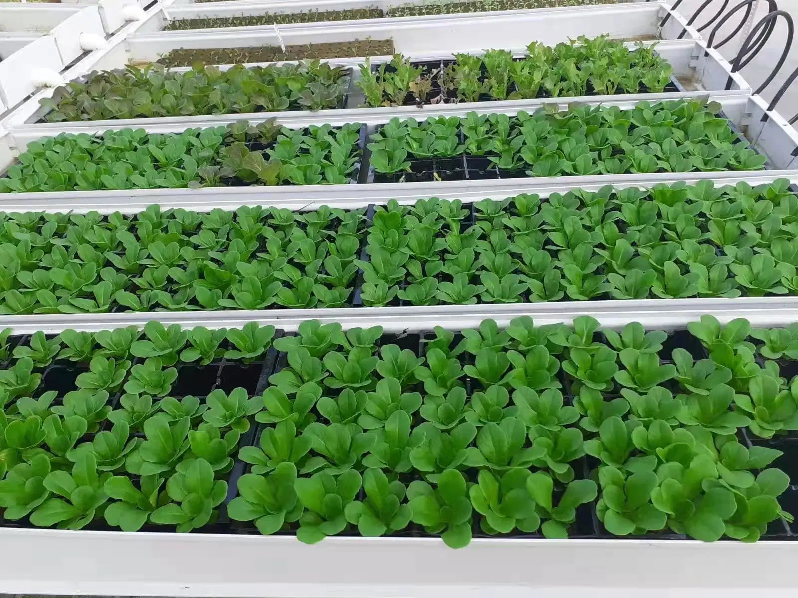 مجموعة جديدة مزرعة نفورت المربي Microgreen زراعة البذور Hydroponic Indoor Vertical نظام الأرفف من العشب الأخضر الصغير للبيع