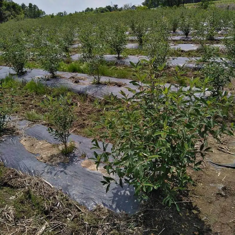 Honeyberry Trees Lonicera Caerulea Trees Live Fruit Tree Seedlings