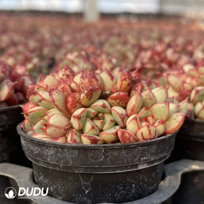 Dudu mottled Real Rare Hardy Echeveria кровь капля Natural Live Сочное