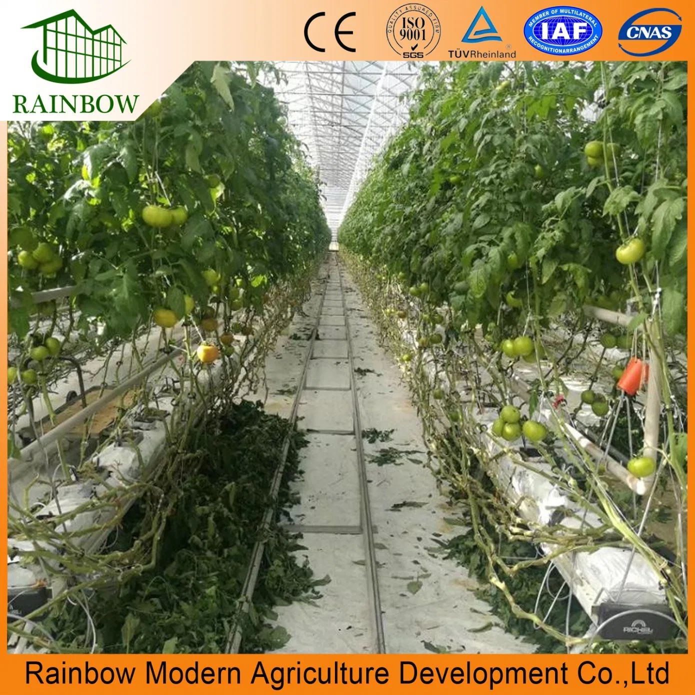 Agricultura Multi-Span Hidroponia estufa pl