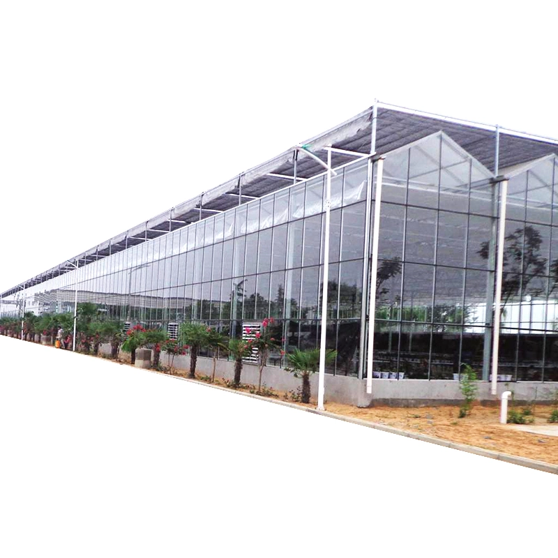 Vegetables Hydroponic Systems Equipment Multi-Span Glass Greenhouse