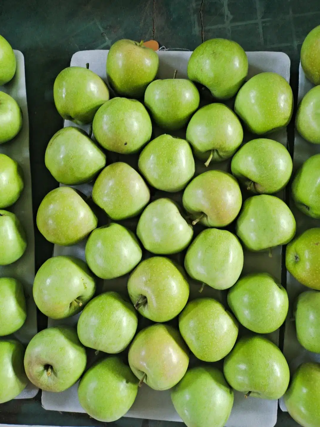 La Chine rouge fraîche Huaniu/Golden Delicious/Gala/Qinguan/ FUJI Apple