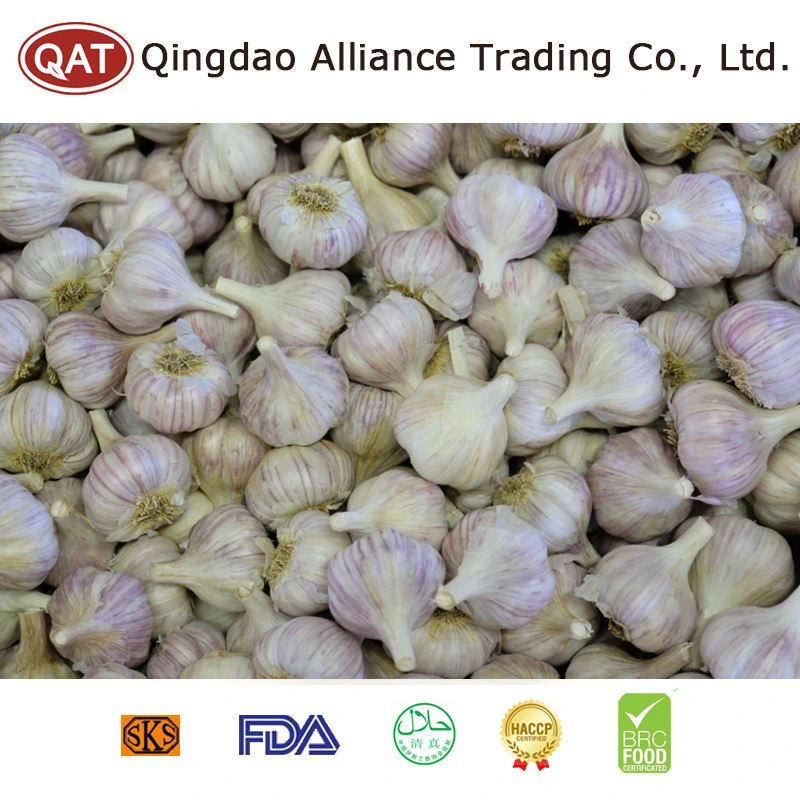 Salted Peeled Garlic with Best Price