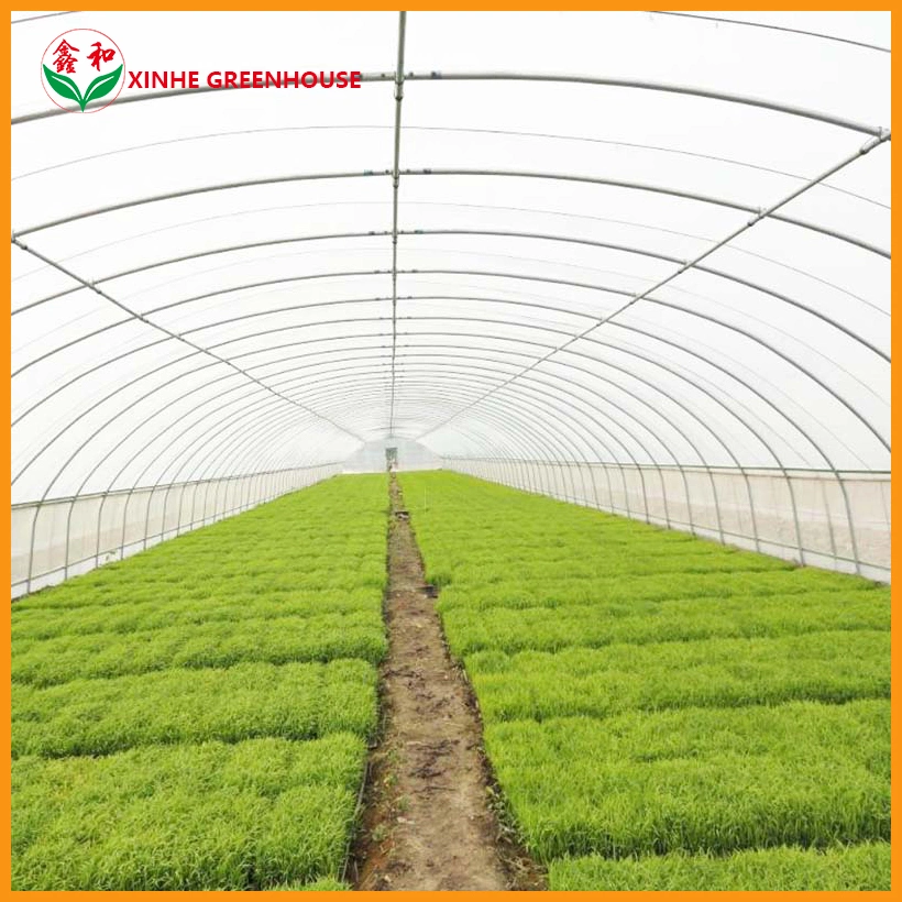 Film Plastic Fruits Single Span Tunnel Warm Greenhouse with Ventilation System for Vegetables Growing