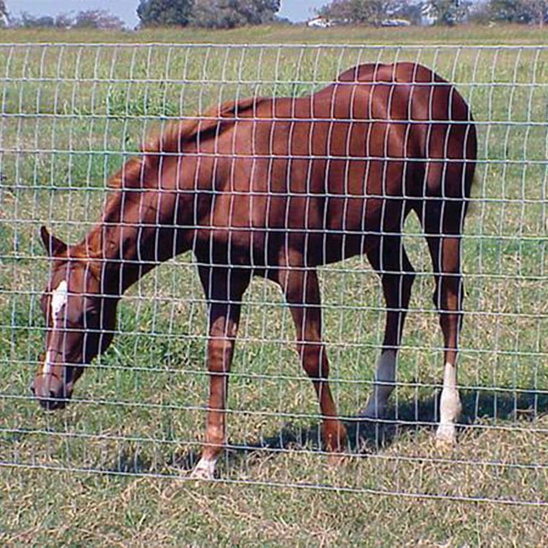 PVC Holand Mesh Europe Fence Wire Mesh Holand Mesh Green PVC Galvanized Welded Wire Mesh Dutch Woven Wire