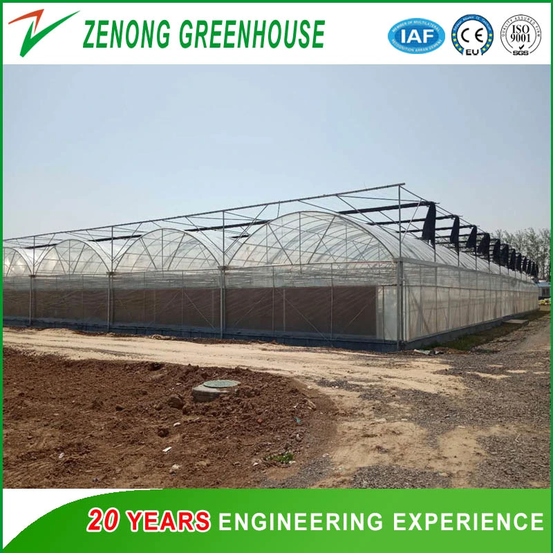 Arch Greenhouse Poly Film Covered Greenhouse for Vegetables/Flowers/Fruits/Seed Breeding