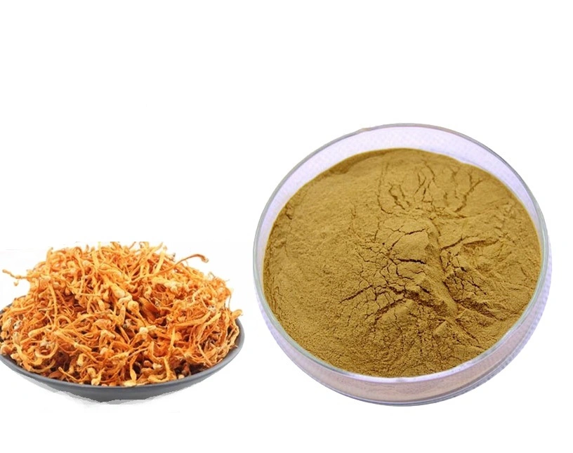 الجملة Cordyceps Sinensis استخراج 0.2%HPLC/7%HPLC Cordyceps Mycelium Powder