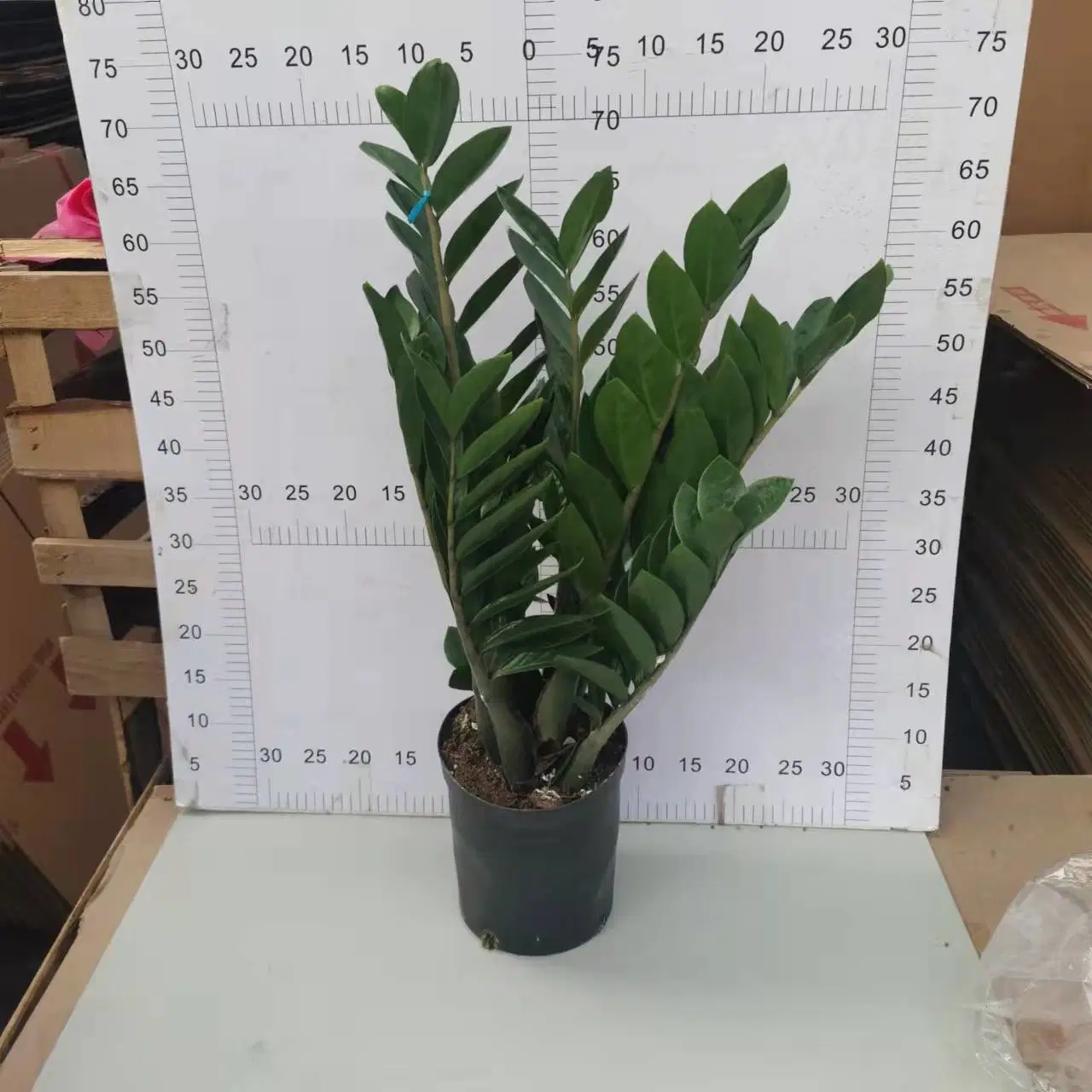 210#Zamioculcas Zamiifolia Araceae Zz Plant Flower Gardening Live Plant