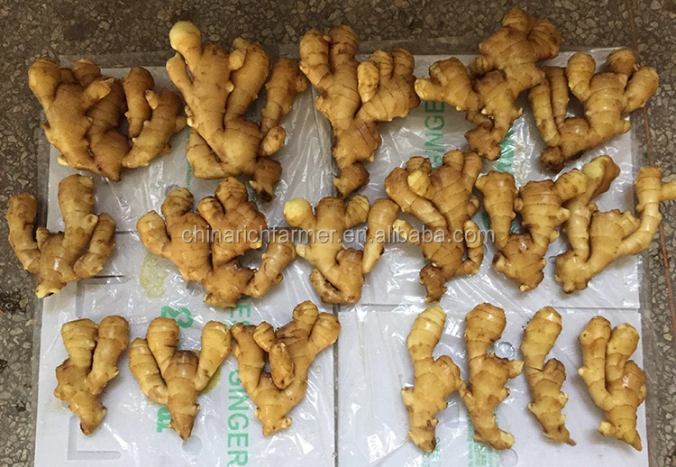 New Crop Fresh Ginger for Sale - Ginger Root Superior Quality From Brazil - Spicy and Fragrant Flavor