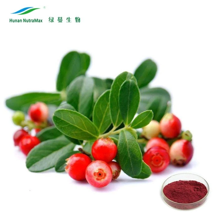 100% Natural Cranberry Fruit Juice Powder Extract (4: 1 to 25: 1)