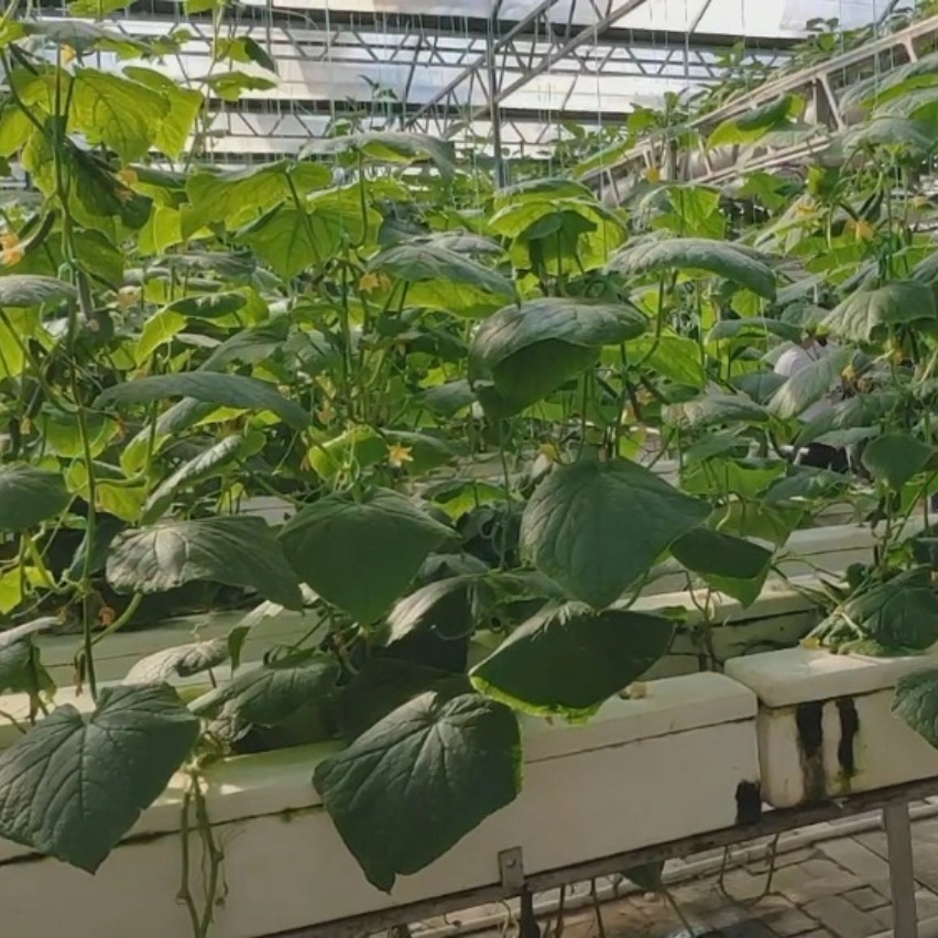 Gran actuación de efecto invernadero de vidrio para las verduras y frutas o flores