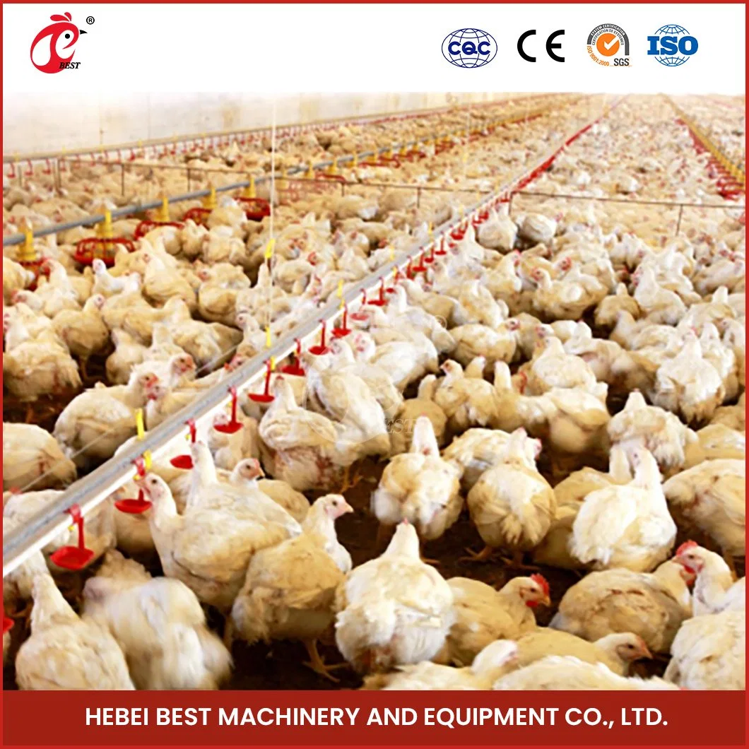 Bestchickencage Broiler Deep Litter System Custom China Feedstuffs Uniform Distribution Poultry Farm Equipment Broiler Deep Litter System Manufacturer