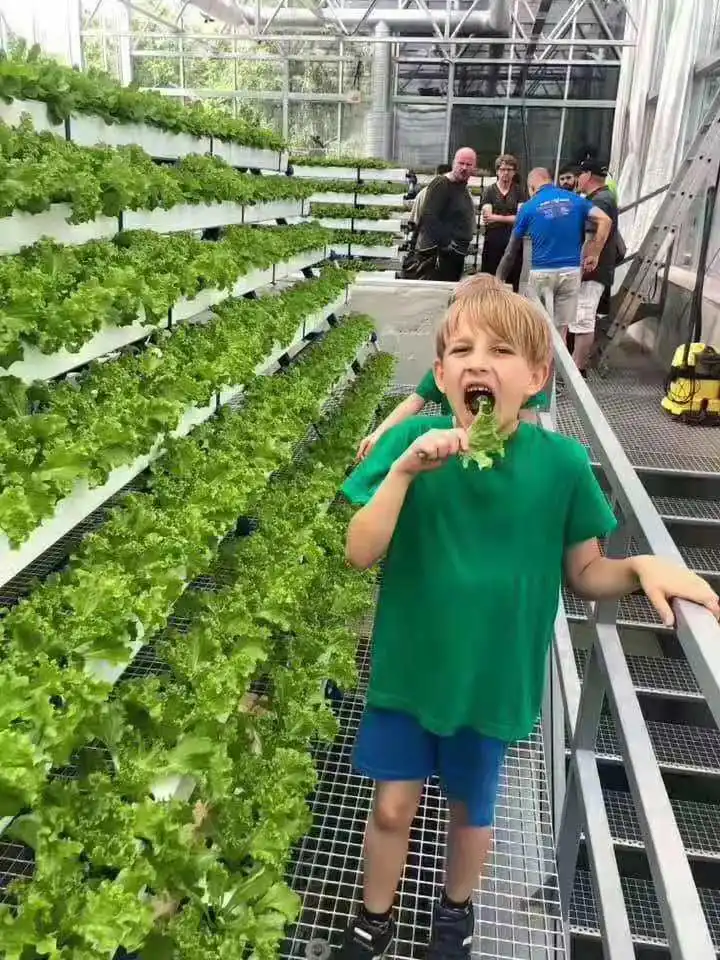 Preço a granel de película de plástico de gases com efeito de Flower House sobre a venda