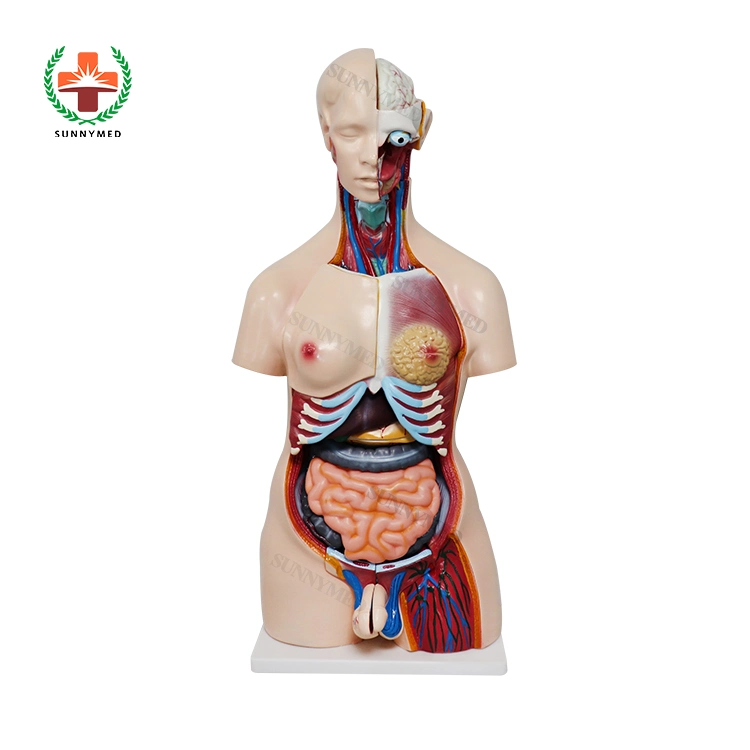 Corpo humano PVC corpo humano Anatomia Sexless Modelo de torso