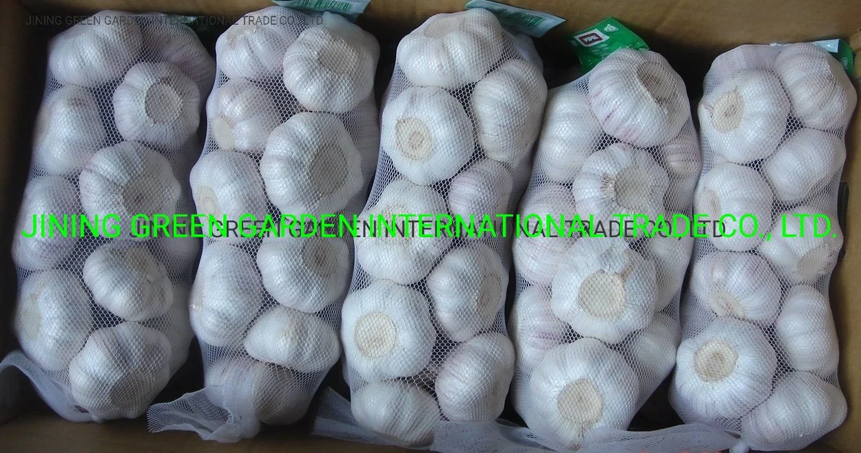 2022 Neue Ernte frischer Knoblauch Erfahrung Direktversorgung Top-Qualität Knoblauch frisch China Herkunft Niedrig Preis frei Probe 4,5cm,5,0cm,5,5cm,6,0cm,6,5cm, rein &amp; normal weiß