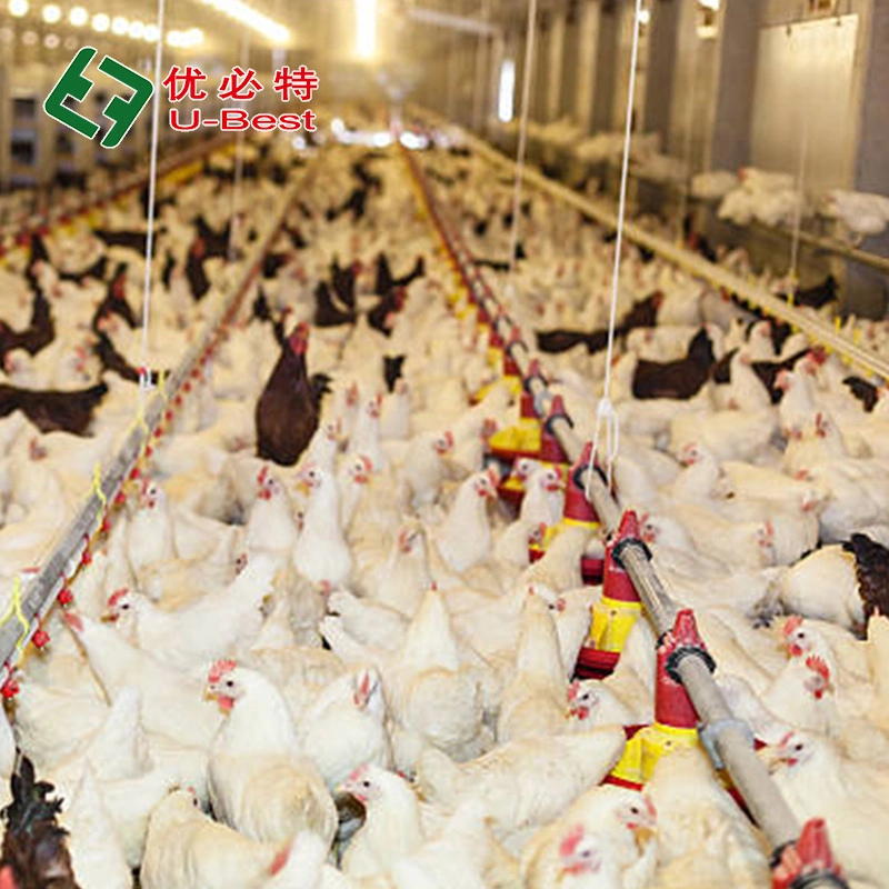 High Strength Automatic Broiler Chicken House Commercial Egg Layer Poultry Farming Equipment