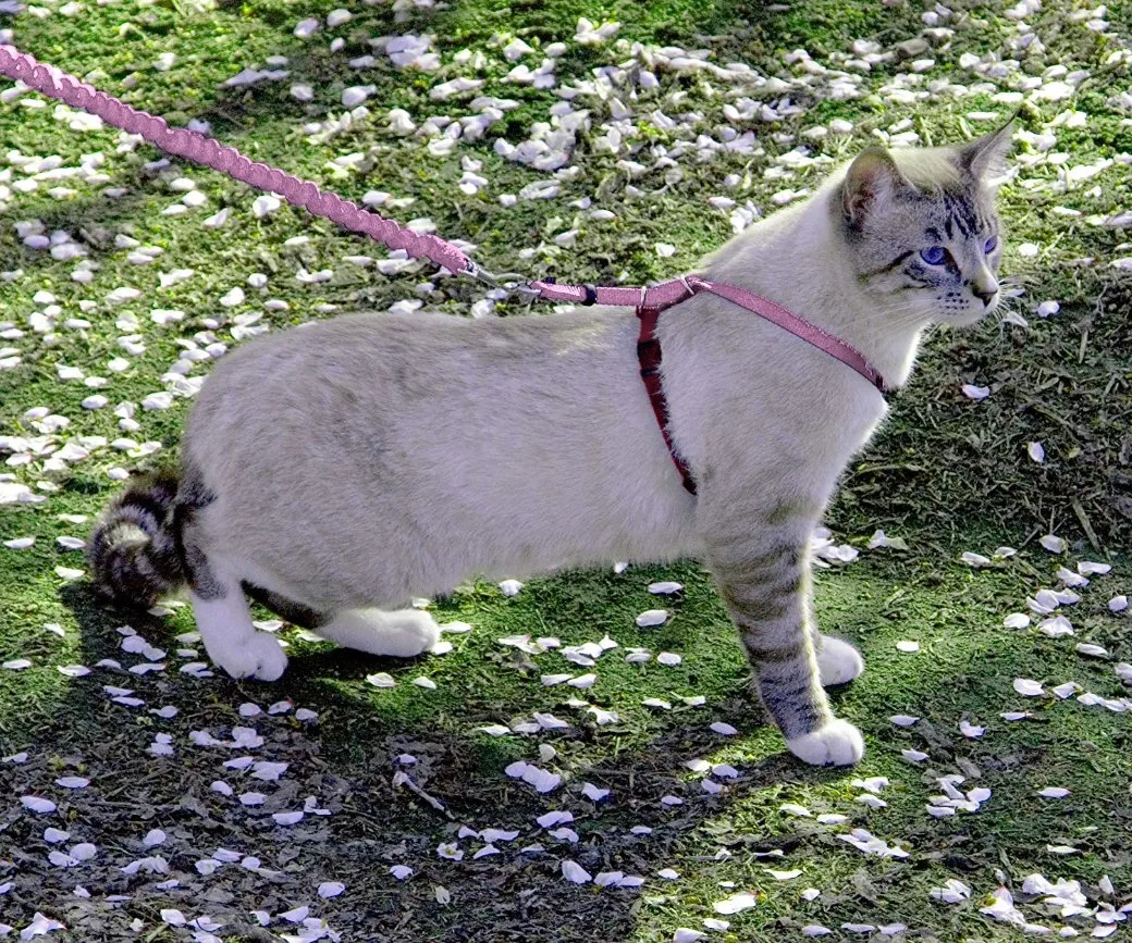 Un control cómodo paseo Cat cables flexibles con los collares de Bungee Correa