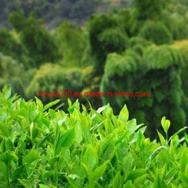 New China Jinzhai Maofeng Green Health Rich-Selenium Selenium-Rich Se Enriched Tea