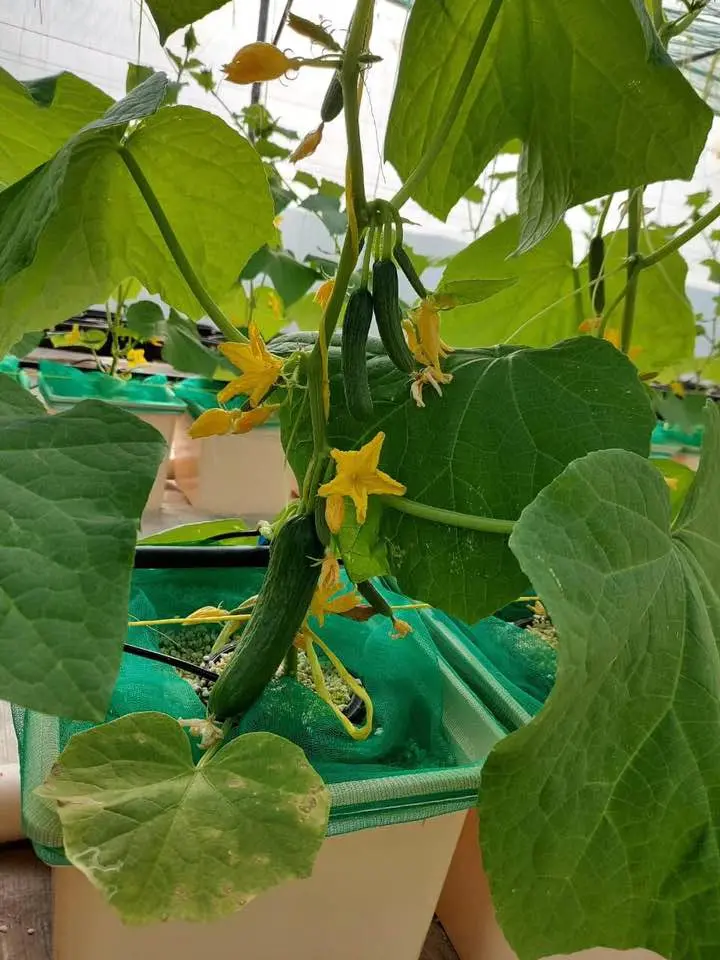 L'agriculture La culture des légumes de serre avec benne de culture hydroponique de Néerlandais