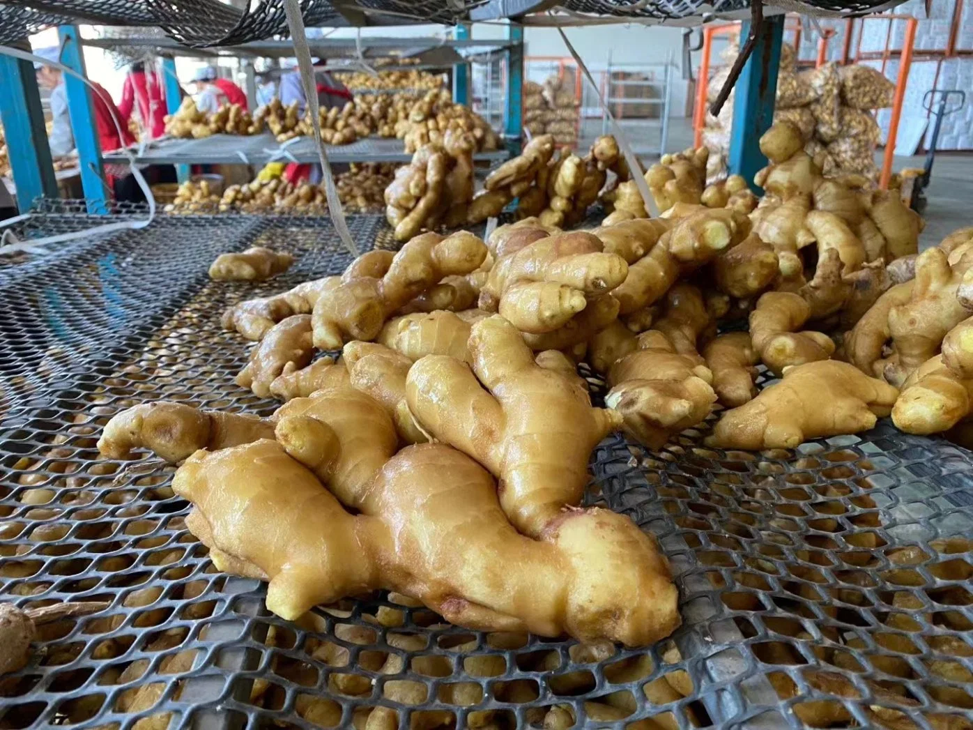 Chinese Fresh Vegetable Air Dry Gingers