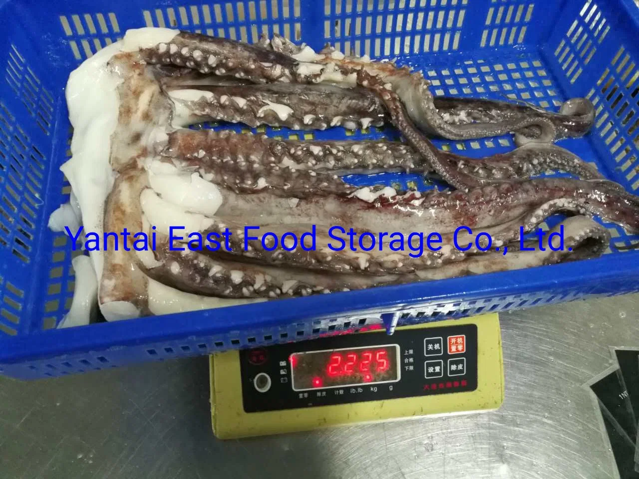 Gigas tentáculos, rodajas de Calamar Gigante, pescados y mariscos congelados