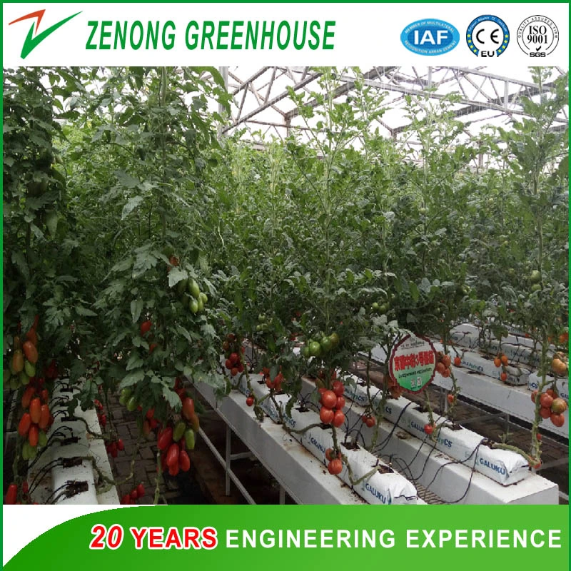 Venlo Type Glass Greenhouse with Shading Net for Soil-Less Culture