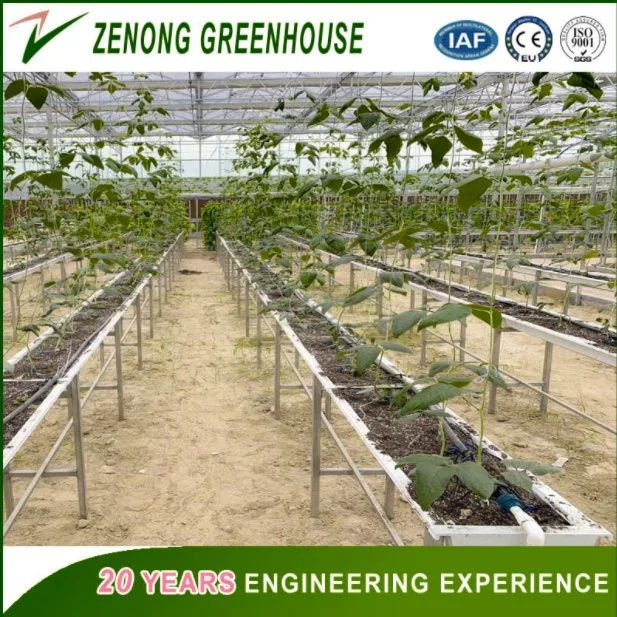 Cheap Intelligent and Low Cost Poly Carbonate Venlo Type PC Sheet Greenhouse with Hydroponic Growing System