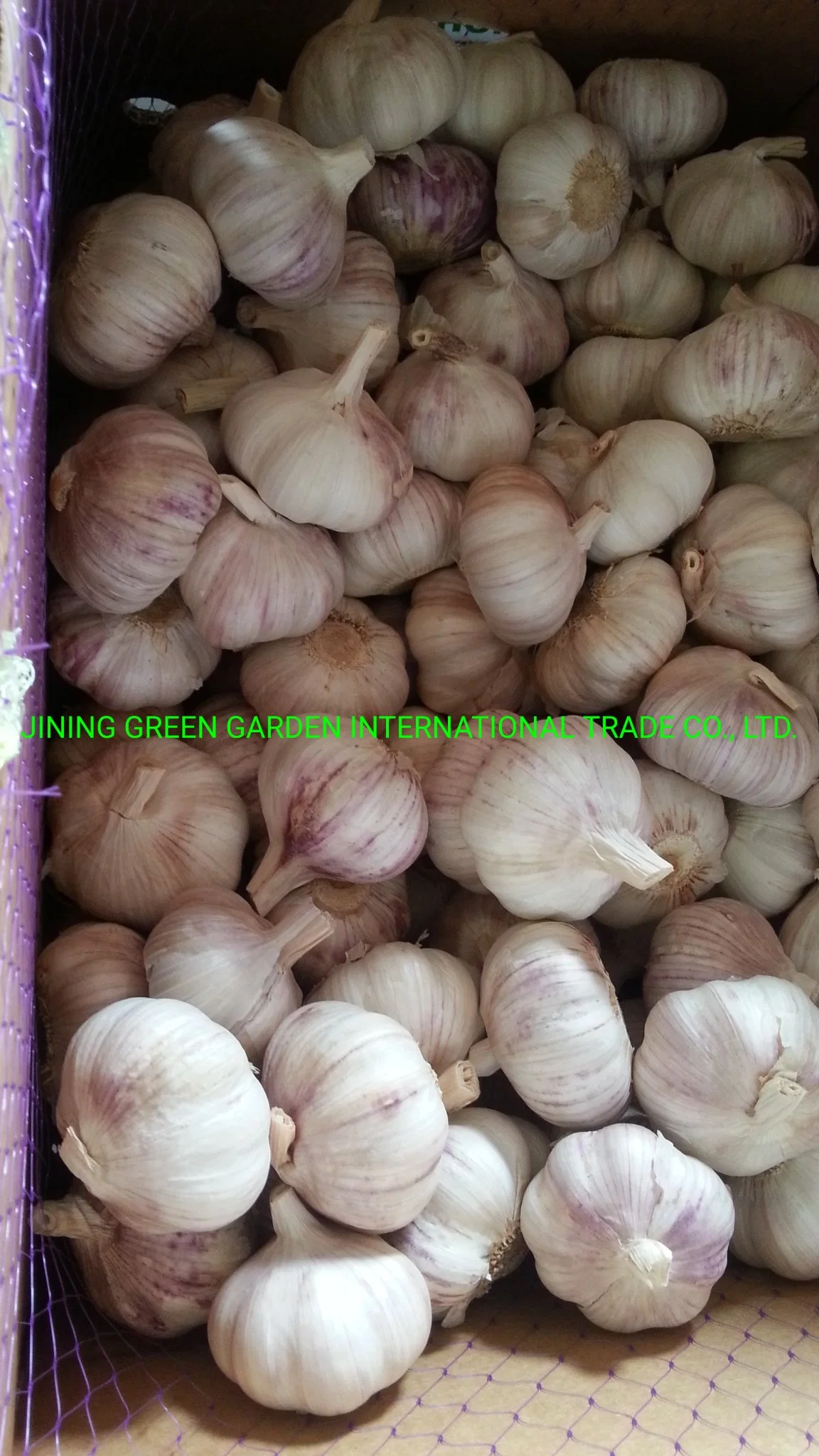 2022 Fresh China Garlic White Garlic Red Garlic Peeled Garlic Snow White Garlic Normal White Garlic Pure White Garlic 4.5cm, 5.0cm, 5.5cm, 6.0cm, 6.5cm up