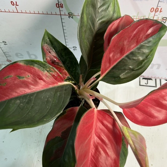 Hotsale разнопланового Aglaonema Dongfang красный растений