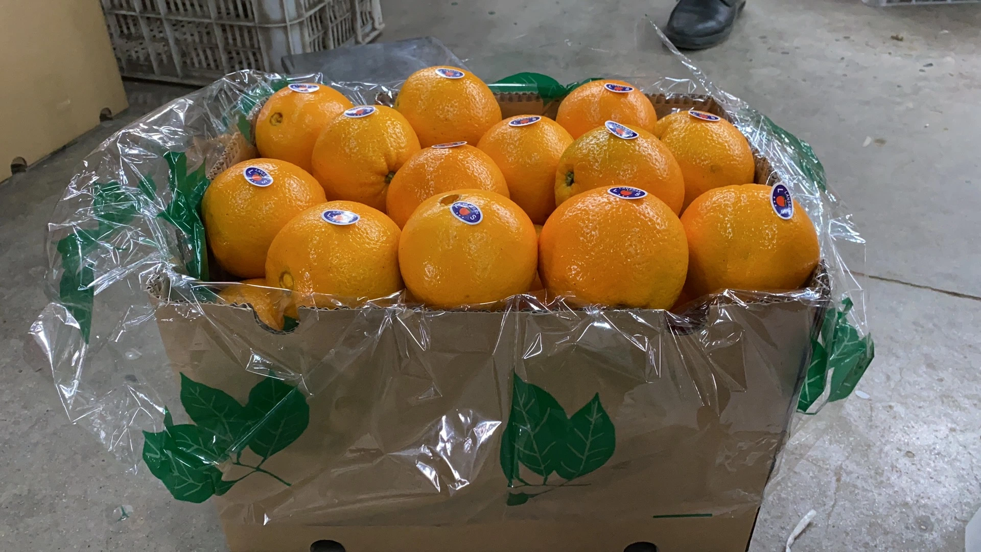 El chino Navel naranja de Venta Directa de Fábrica