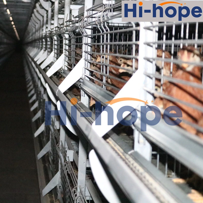 Automatic Layer Chicken Cage with Feeding Machine, Manure Machine