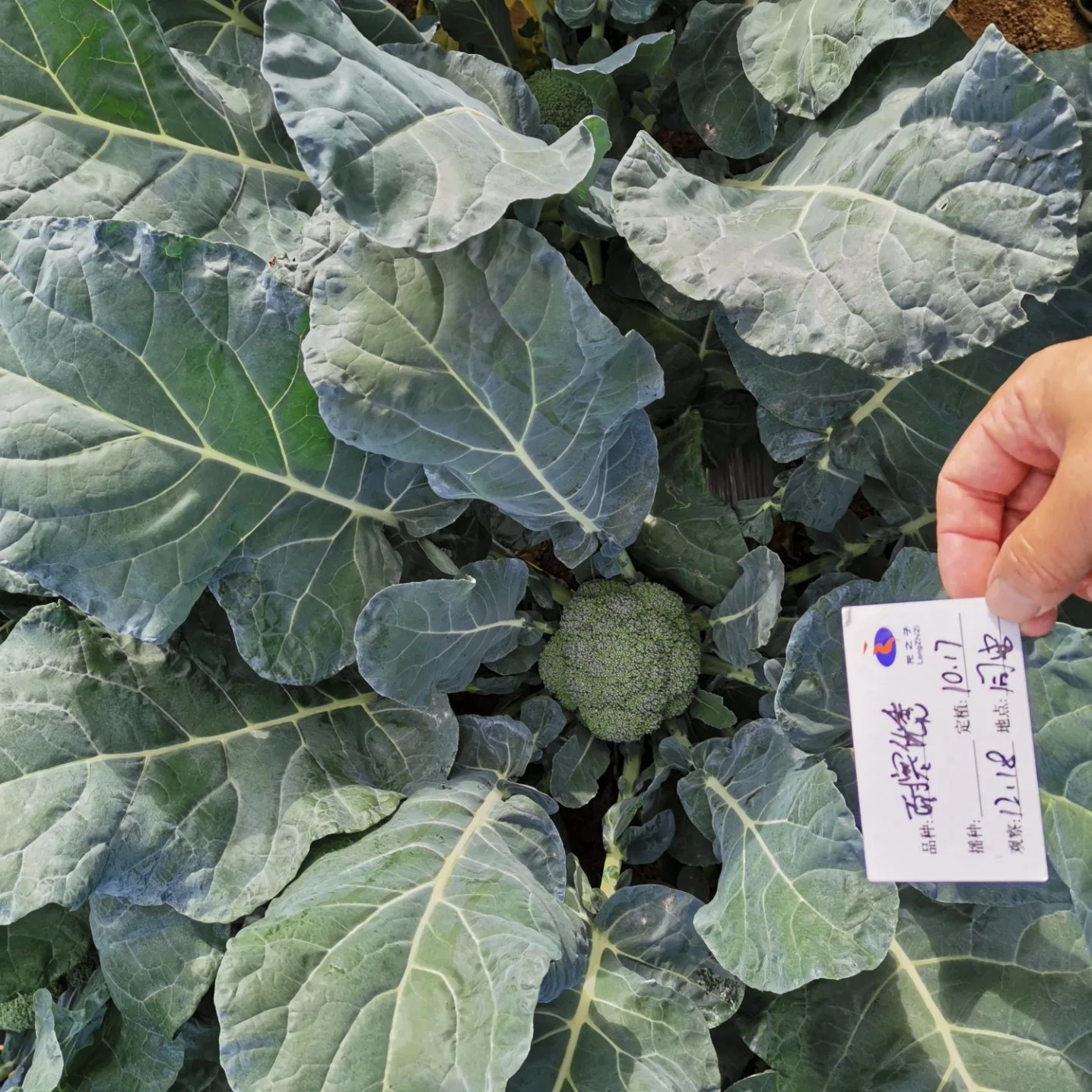 High quality/High cost performance  Green Broccoli Seeds Best Tomato Seeds Products