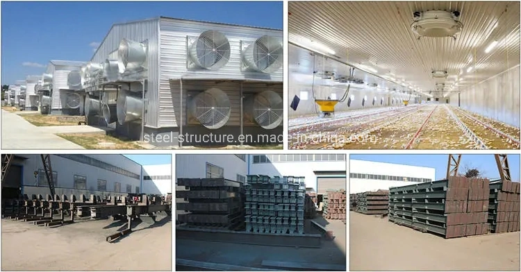 Light Steel Structure Cage & Coop for Poultry, Livestock with Low Cost