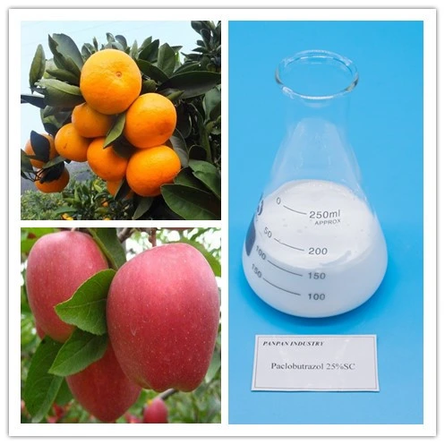 Los productos químicos agrícolas Paclobutrazole utiliza en el Mango