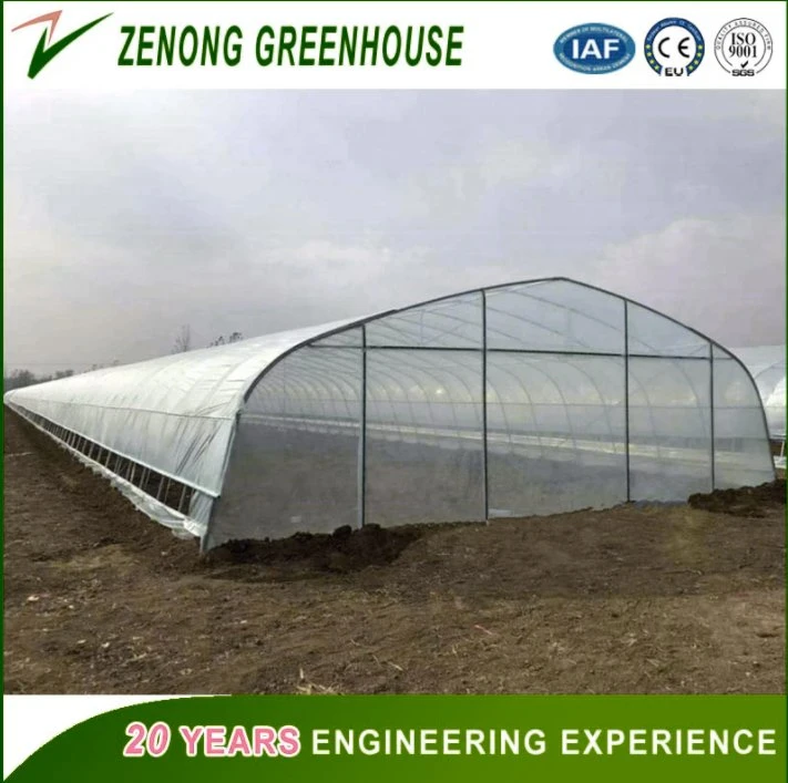 China Greenhouse Engineering Easy Installed Low Cost Plastic Film Greenhouse for Soil Less/Hydroponics/Coco Coir/Rock Wool/Substrate Culture Planting Vegetables
