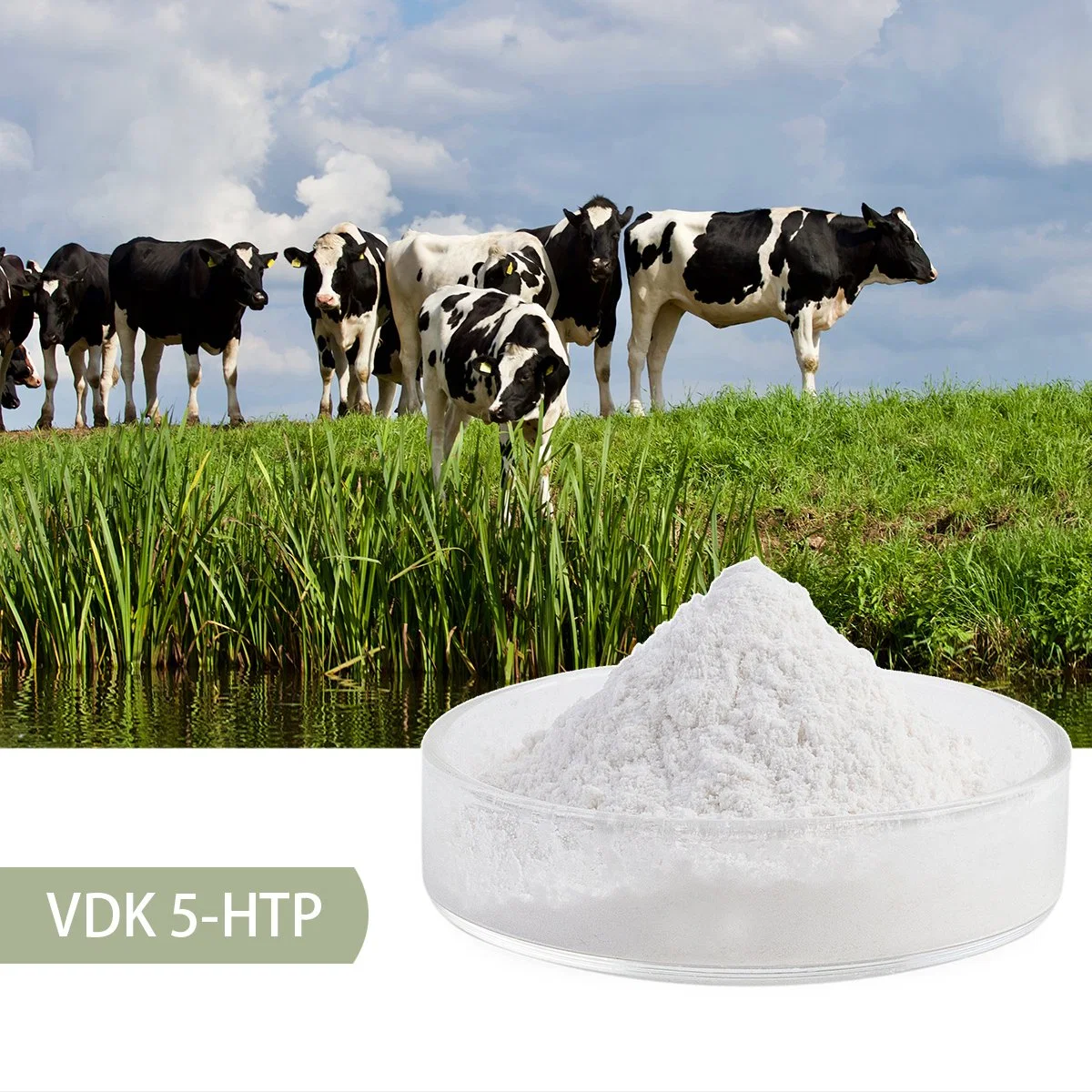 Vdk Supplied High Content 98% 5-Htp Ghana Seeds Extract for Weight Lose