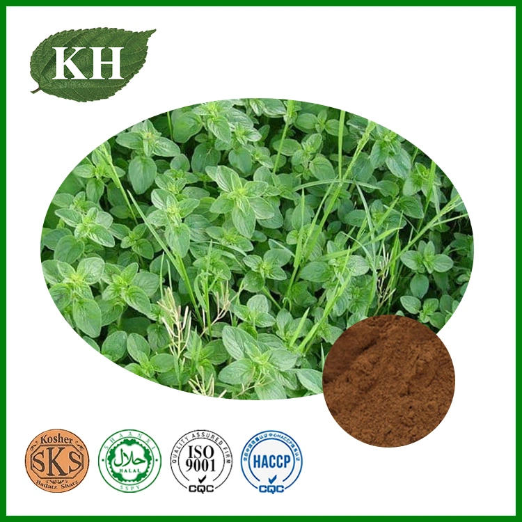 Chinese Traditional Herb Thyme Extract
