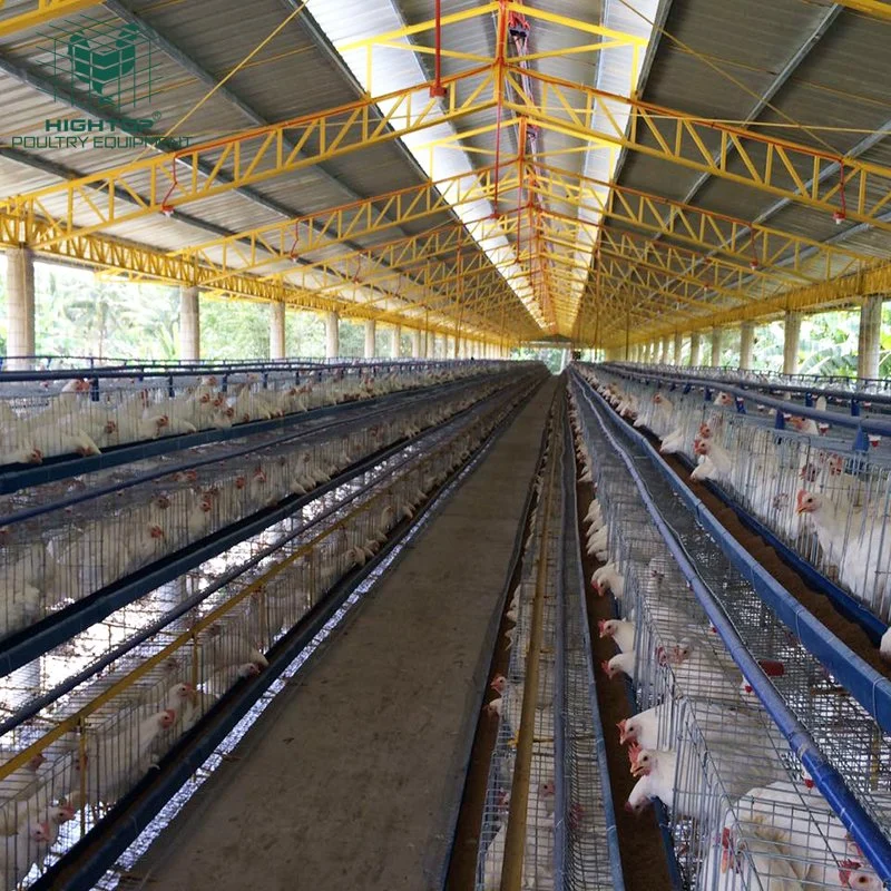 Hightop gaiolas de camada de galinha galvanizadas e embebida a quente para aves de capoeira nas Filipinas Fazendas