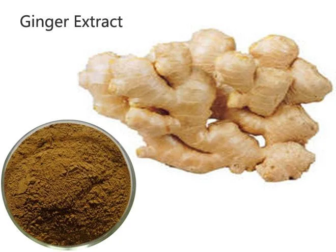 Factory Wholesale/Supplier Herbal Root Extract Ginger Extract with 100% Natural