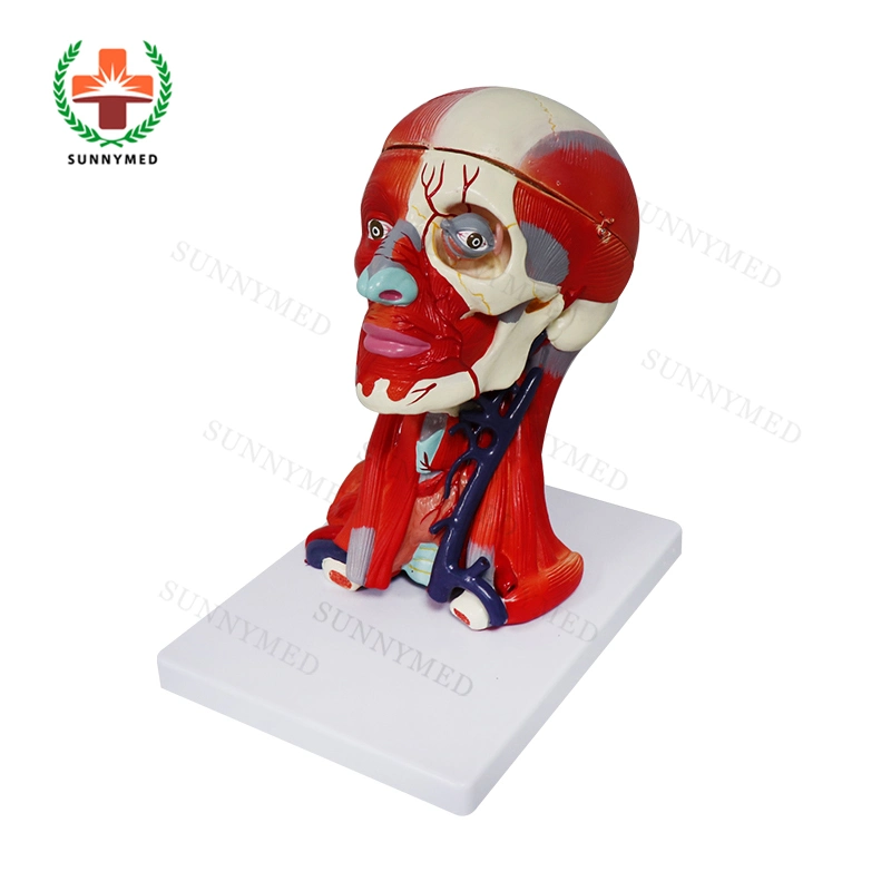 Sy-N02701 Good Quality Head Model with Muscles Blood Vessel for School