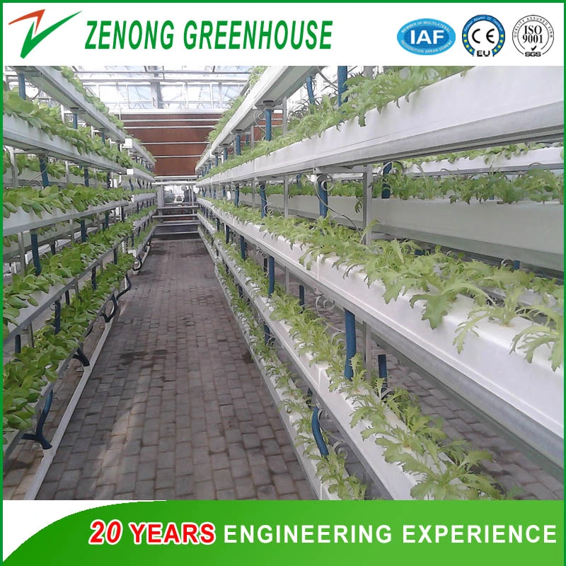 Soil-Less/Hydroponics/Coir Peat/Rock Wool/Substrate Cultivation Greenhouse